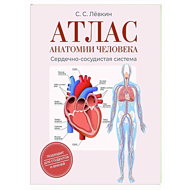 Атлас анатомии человека. Сердечно-сосудистая система