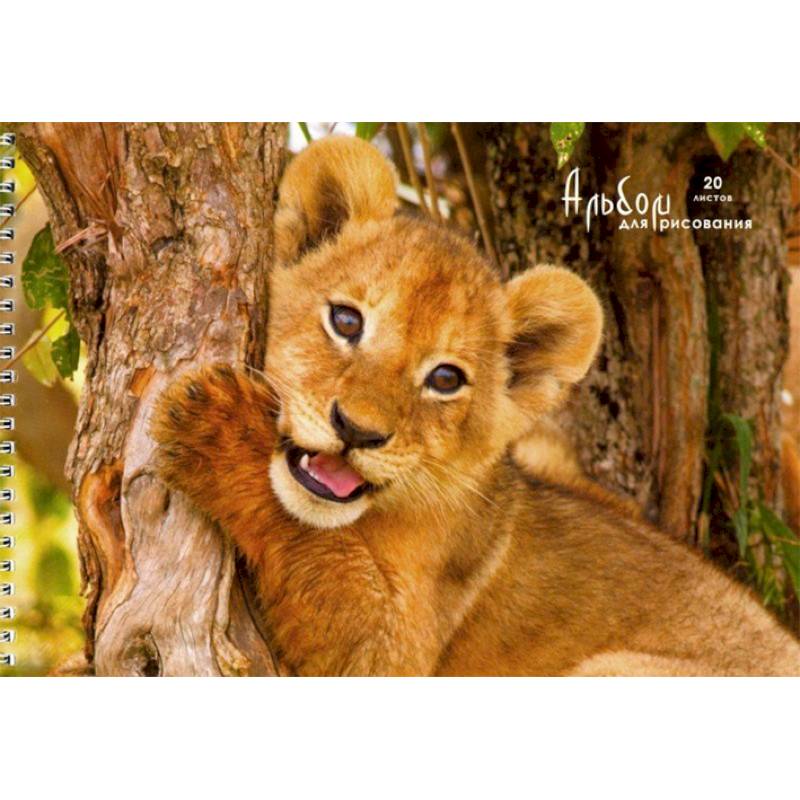 Альбом для рисования 'Львенок'